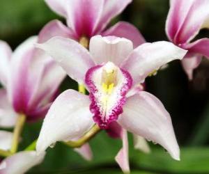 yapboz Güzel orkide çiçek